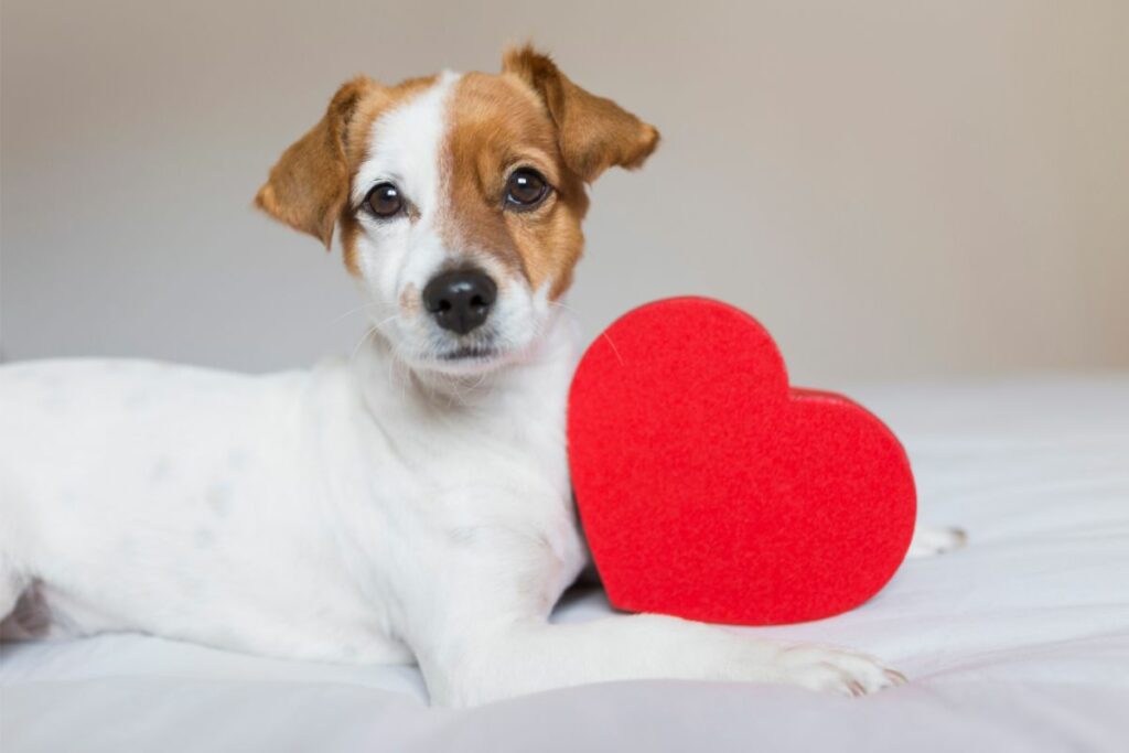 Cardisure für Hunde