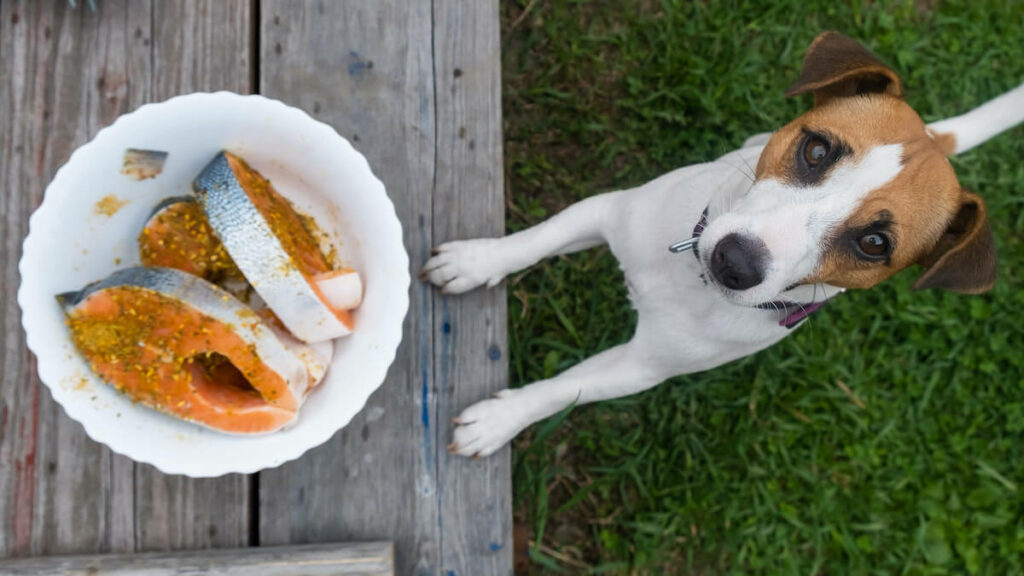 Dürfen Hunde Lachs essen?