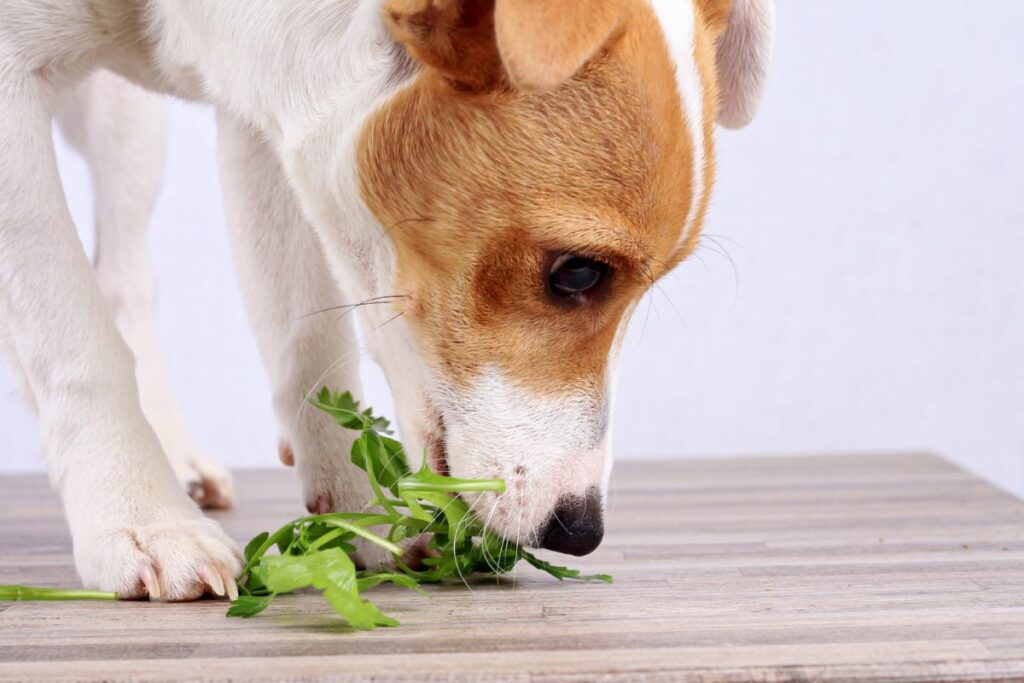 Dürfen Hunde Salat essen?