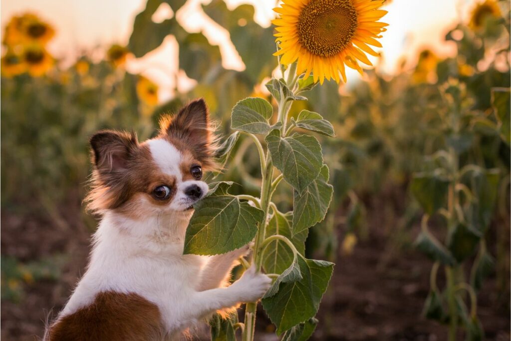 Dürfen Hunde Sonnenblumenkerne essen?