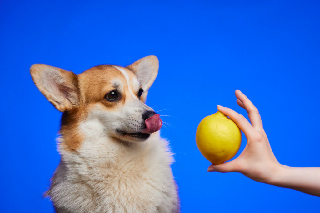 Dürfen Hunde Zitronen essen?