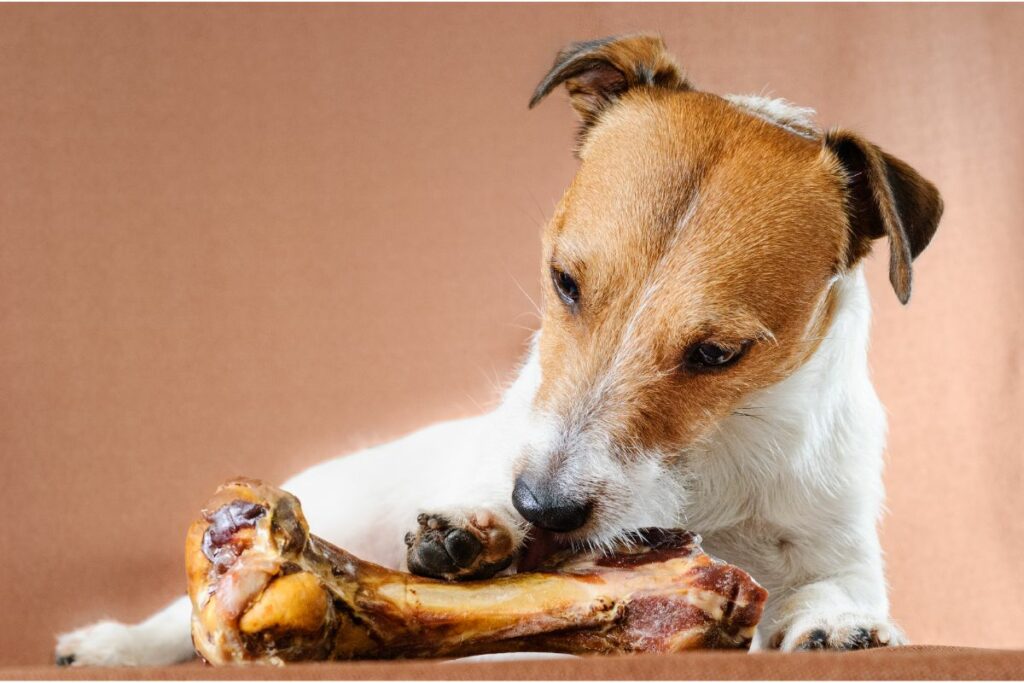 Verschluckter Knochensplitter bei Hunden erkennen
