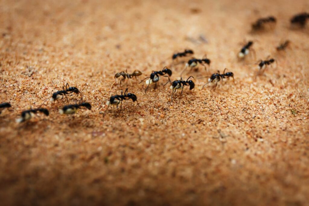 Wie können Hunde mit Ameisengift in Kontakt kommen?