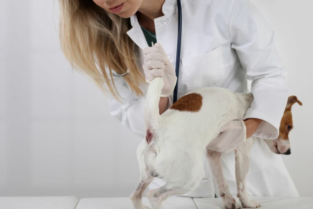 Häufige Ursachen für Analdrüsenentzündungen bei Hunden