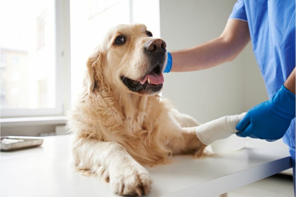 Fazit: Ein sicheres und effektives Mittel zur Wundversorgung bei Hunden