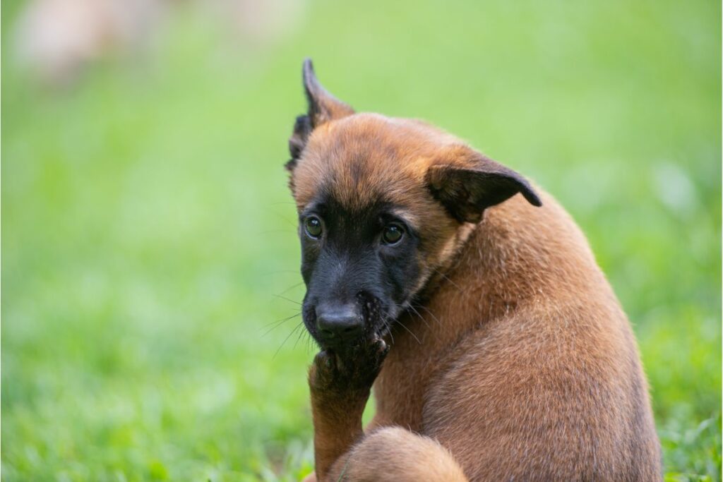 Wie schnell wirkt Betaisodona bei Hunden und wie lange sollte es angewendet werden?