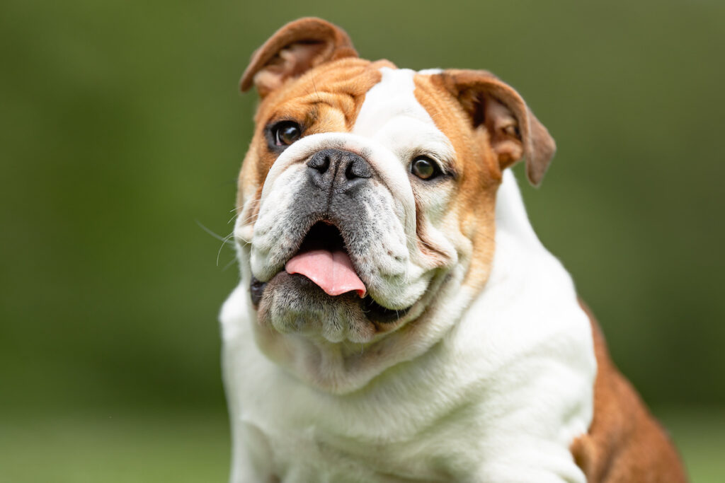 Lächelnde Bulldogge