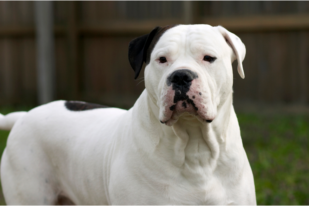Porträt einer weiß-schwarzen Amerikanischen Bulldogge.