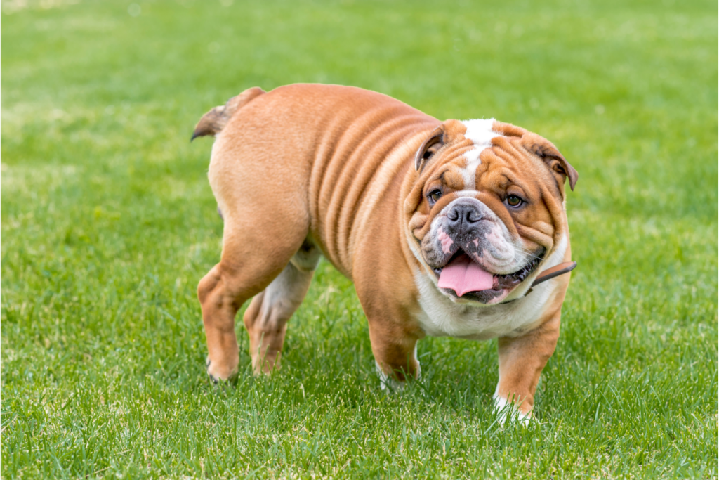 Englische Bulldogge stehend auf Gras.