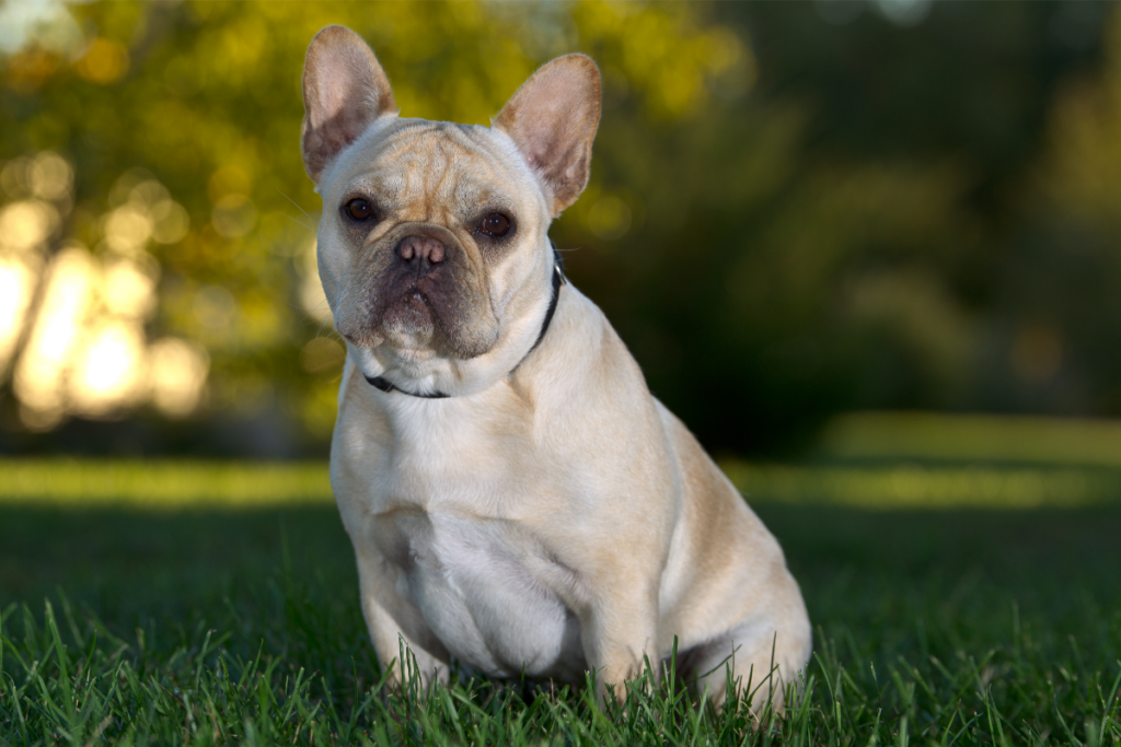 Beige französische Bulldogge im Gras sitzend