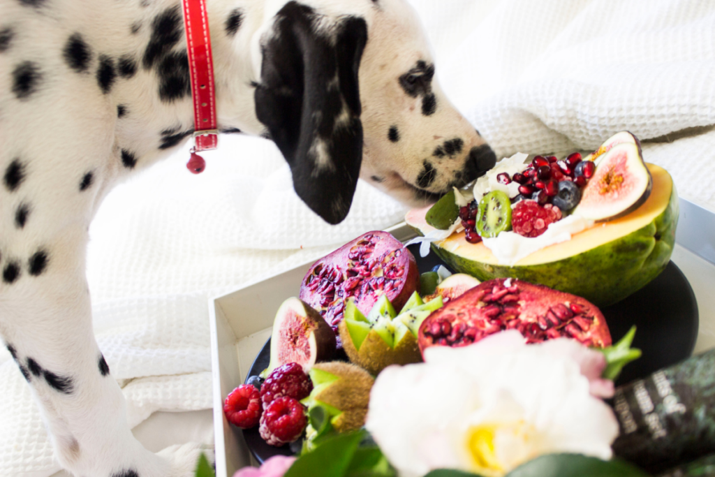 Dalmatinischer Hund riecht an einem Haufen exotischer Früchte