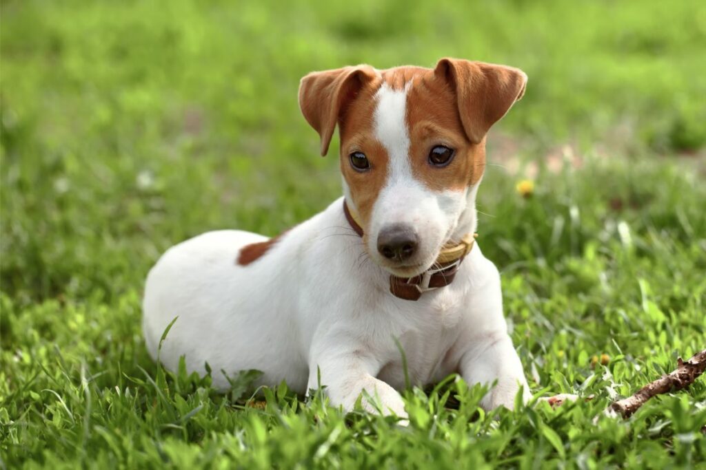 Das charakteristische Aussehen des Jack Russell Terriers