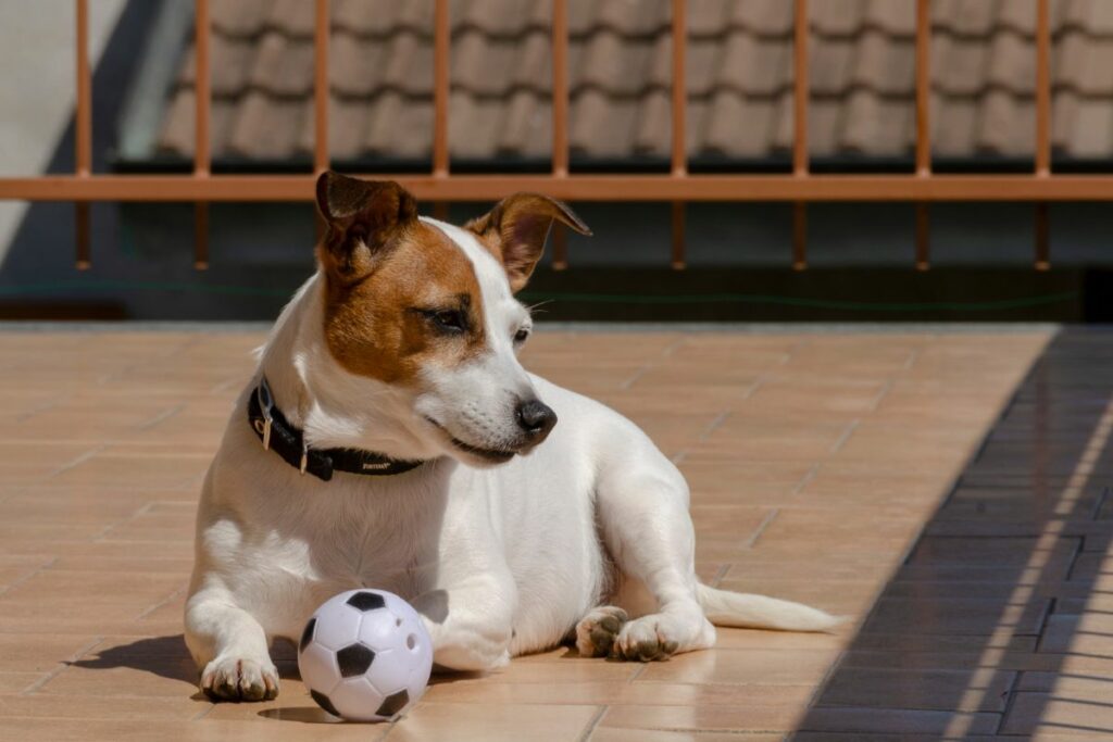 Pflege und Gesundheit des Jack Russell Terriers