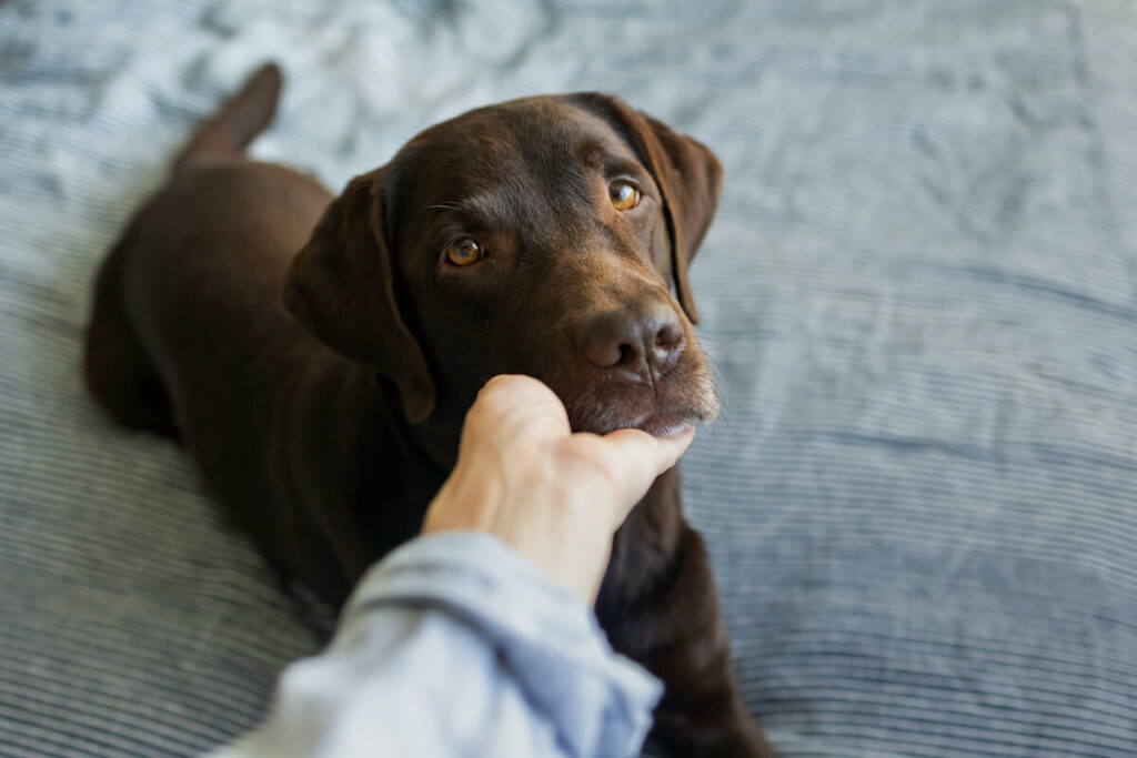 Alternative Behandlungsmöglichkeiten zu Metamizol für Hunde