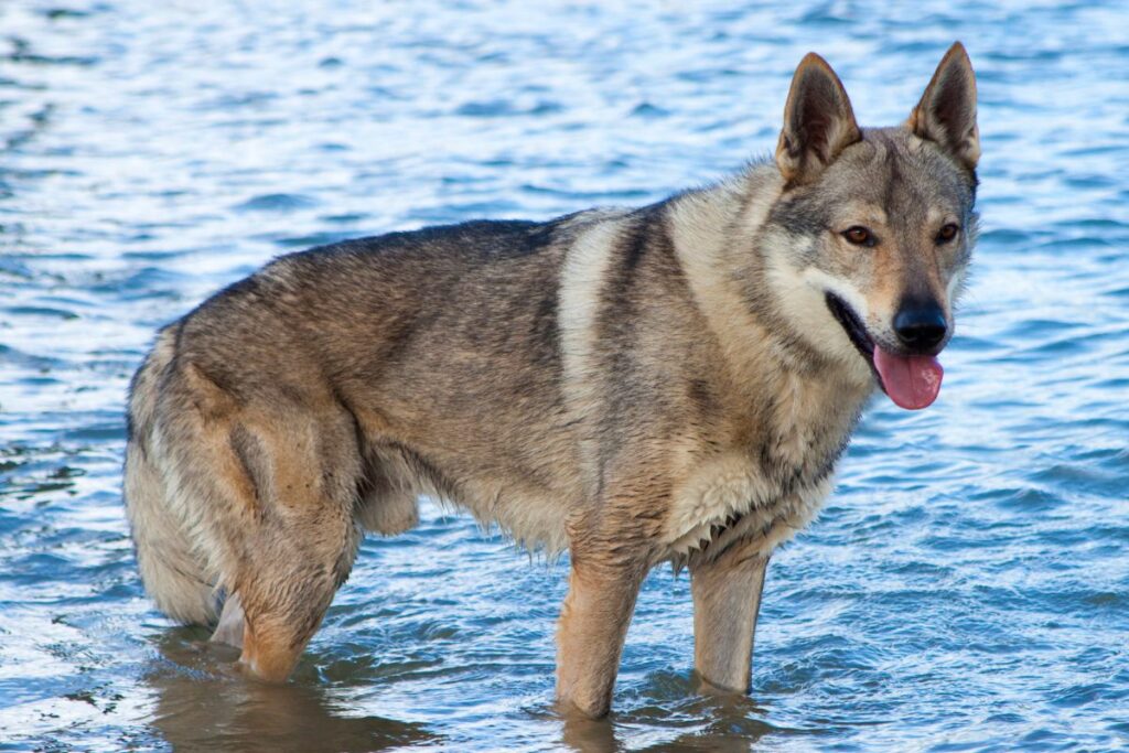 Der Tschechoslowakische Wolfhund