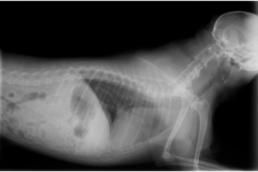 Diagnose eines Lungenödems bei Hunden