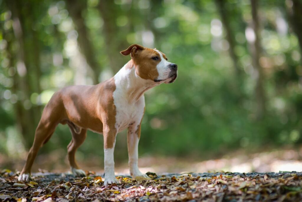 Training und Ausbildung des American Staffordshire Terriers