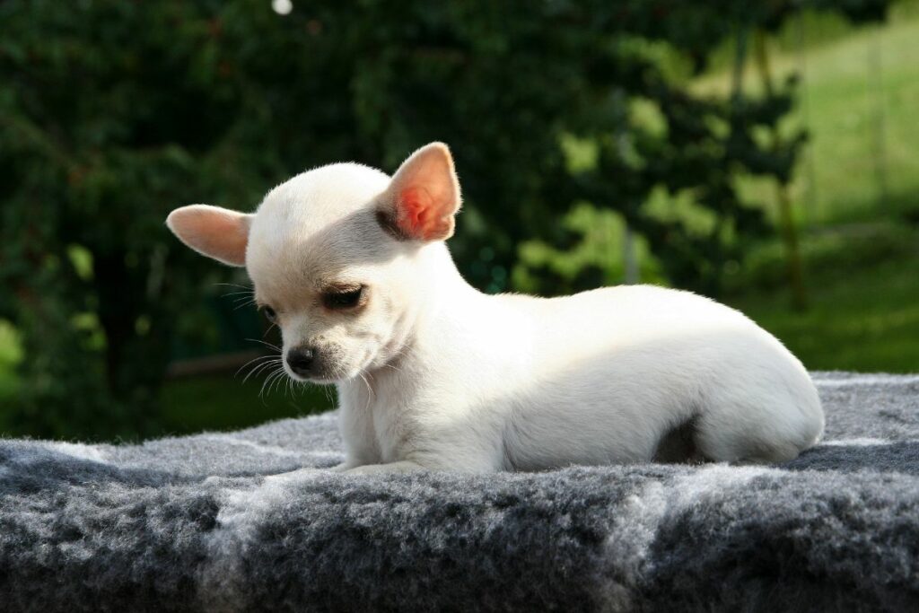 Chihuahua-Mythen und die Realität