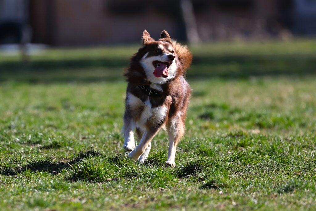 Glücklicher Pomsky-Hund läuft durch ein Feld.