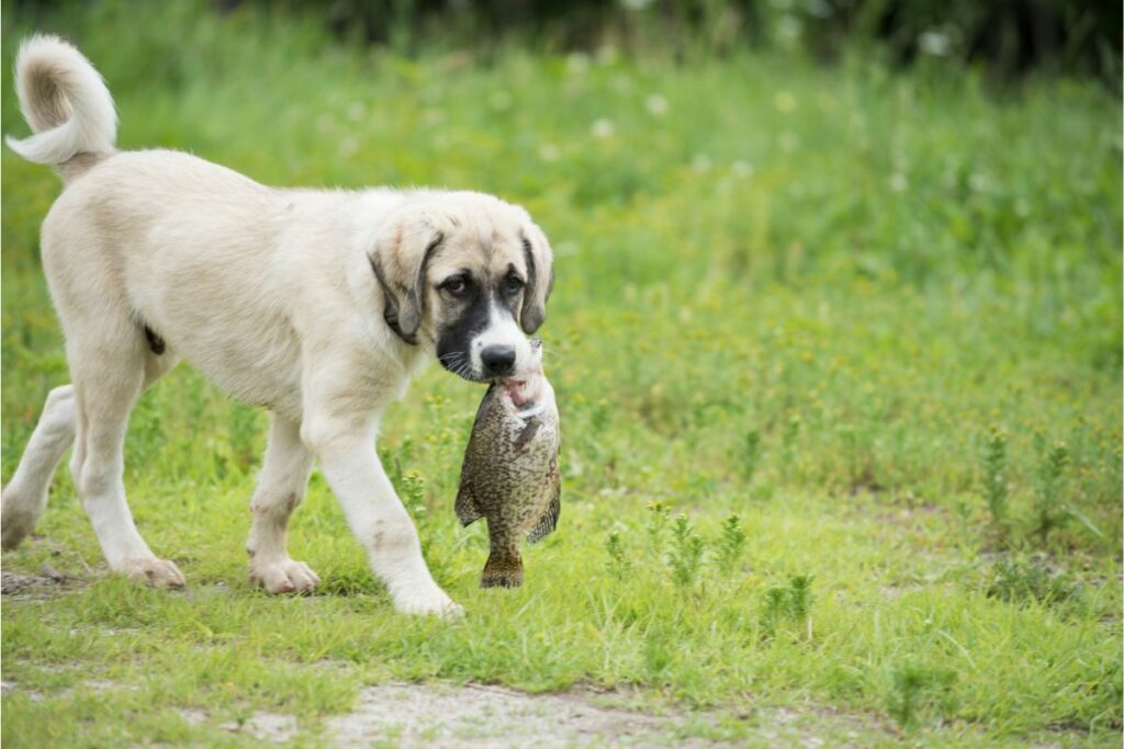 Die besten und gesündesten Fischsorten für Deinen Hund