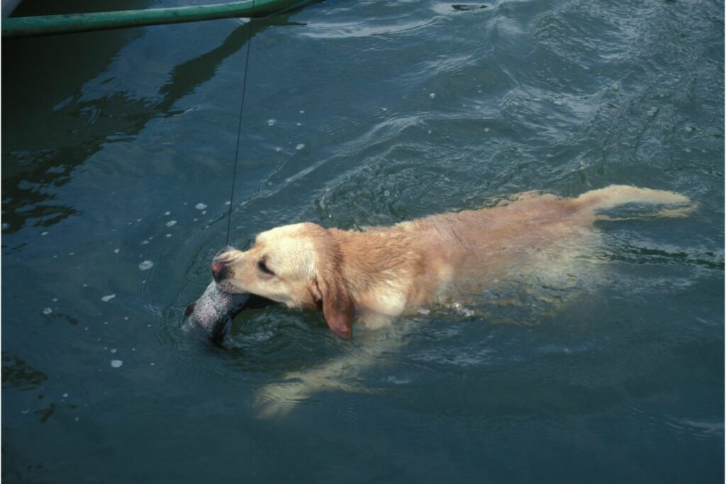 Weißfisch: Leicht und nahrhaft für Deinen Hund