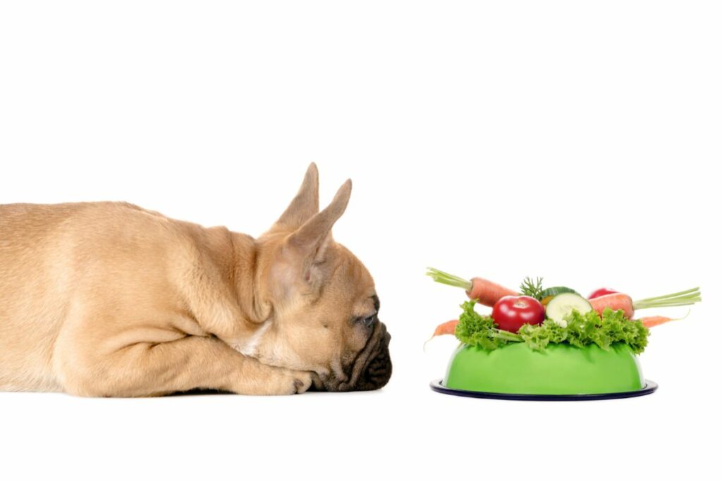 Salat und Hunde: Was Du wissen solltest