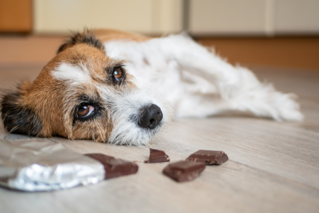 Hund, der sich nach dem Fressen von Schokolade auf den Boden legt