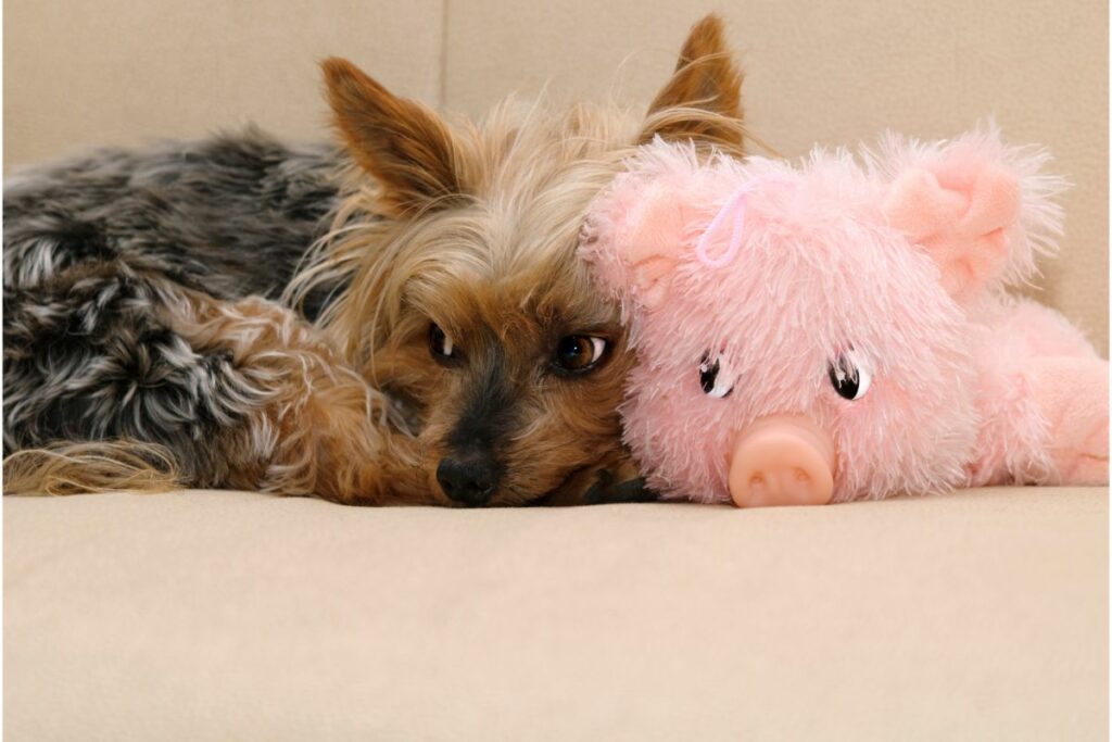 Schweinefleisch für Hunde: Was Du wissen solltest