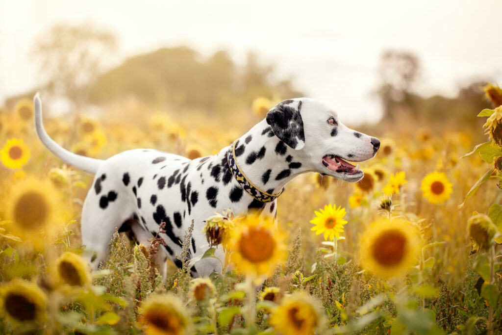 Fazit: Vor- und Nachteile von Sonnenblumenkerne für Hunde