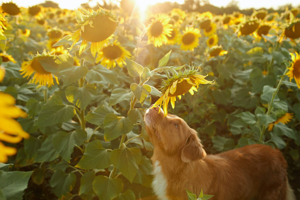 Hunde und Sonnenblumenkerne: Was Du wissen solltest