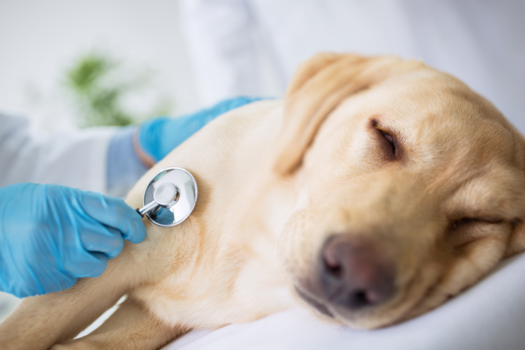 Kranker Hund von einem Tierarzt untersucht.