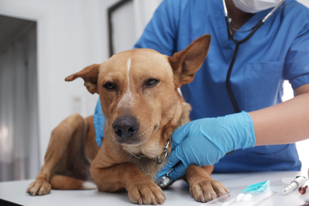Behandelnder Tierarzt, der einen Hund in einer Tierklinik untersucht.