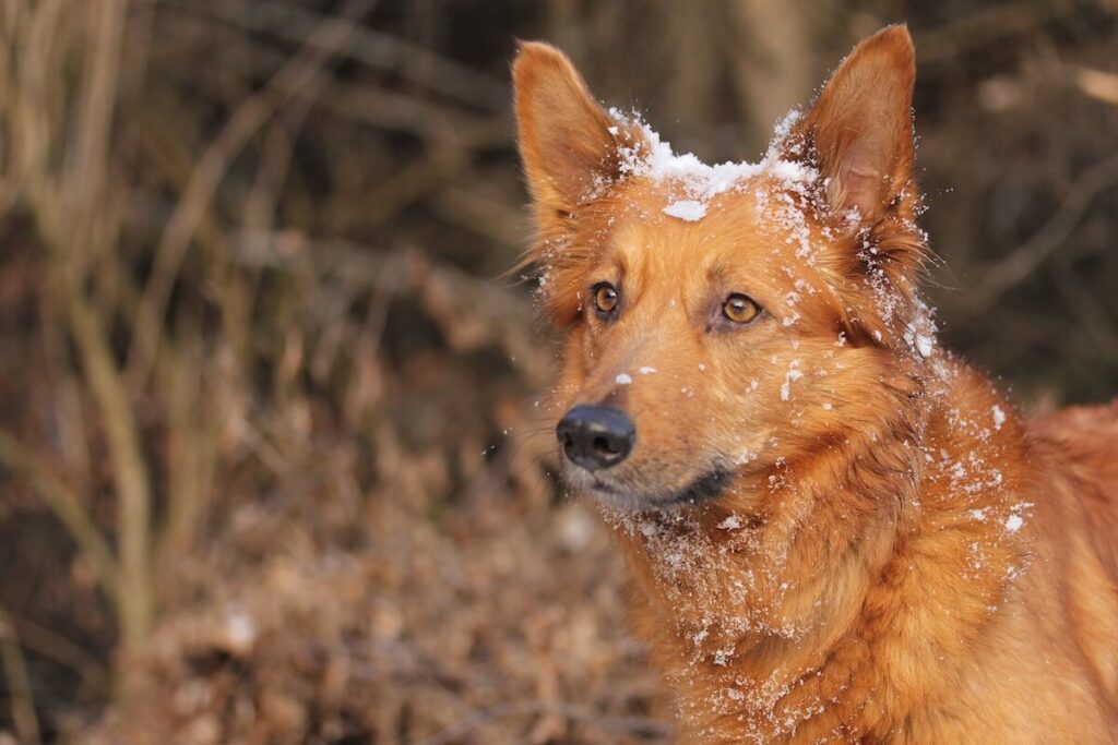 Das Temperament des Harzer Fuchs: Ein Herz aus Gold
