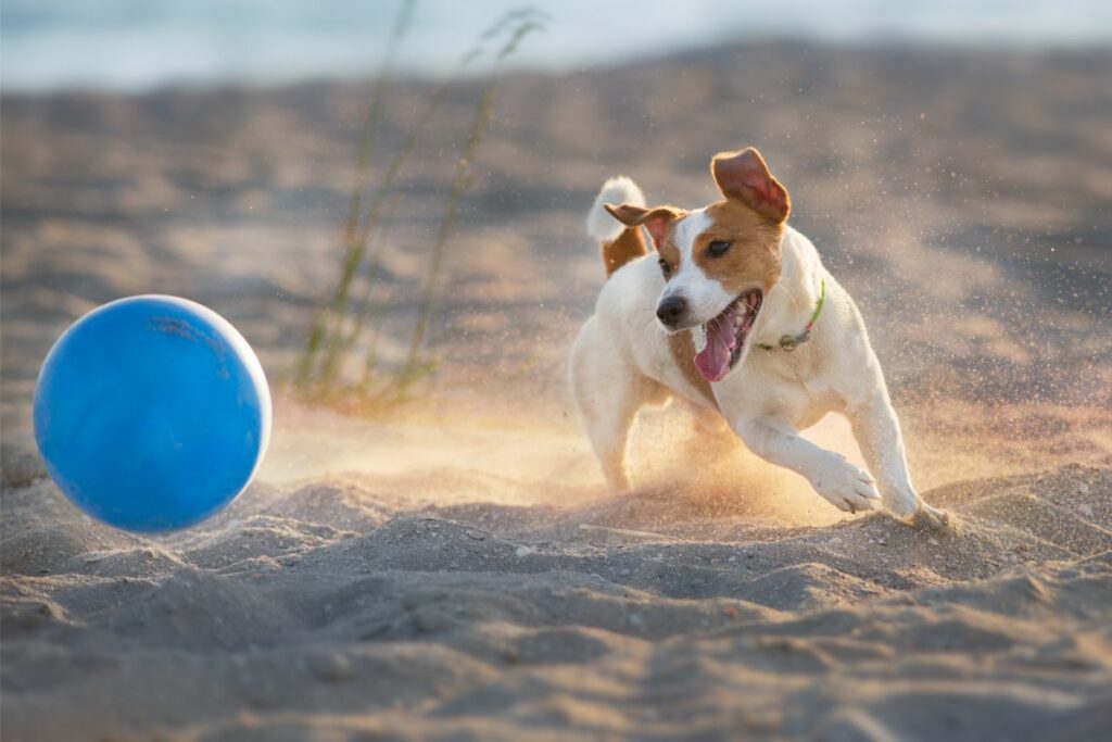 Der Jack Russell Terrier: Ein Energiebündel auf vier Pfoten