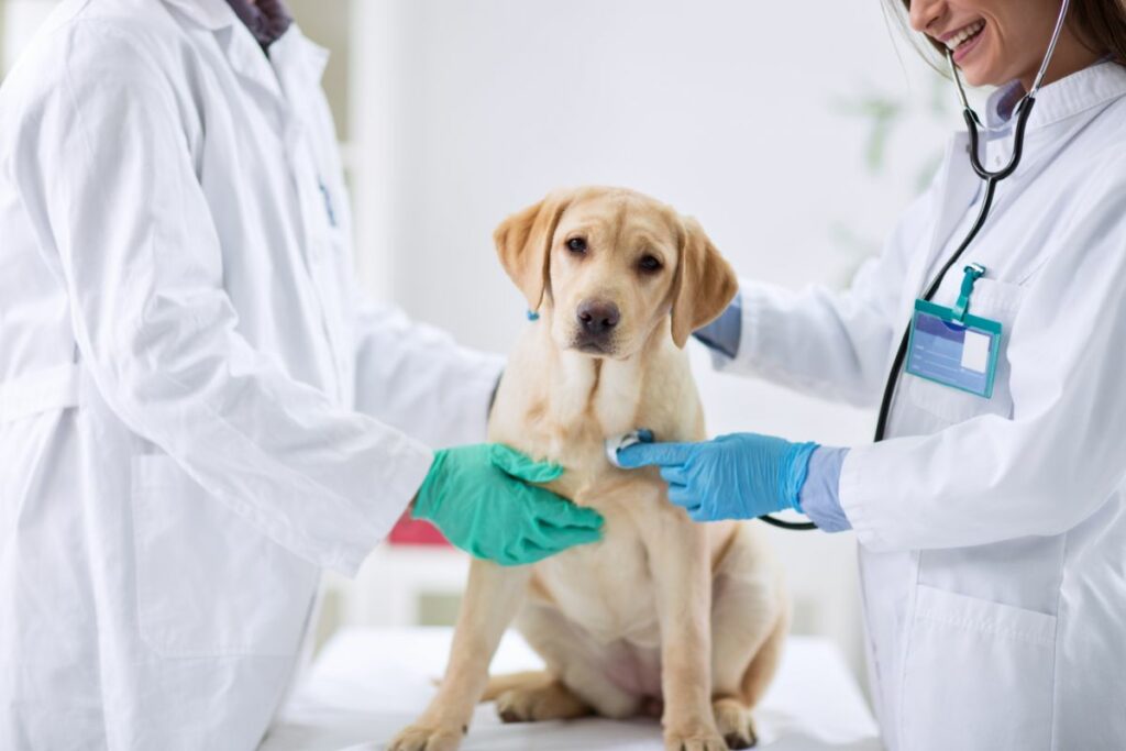 Richtige Anwendung und Dosierung von Prednitab bei Hunden