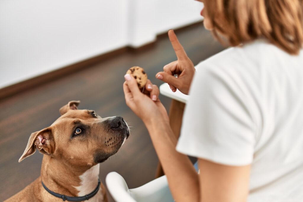 Frau bringt ihrem Hund bei, keine Kekse zu essen.
