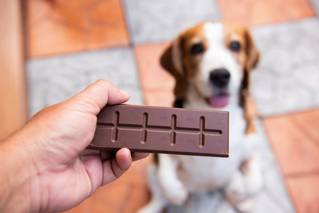 Schokoladentafel vor einem Hund gehalten