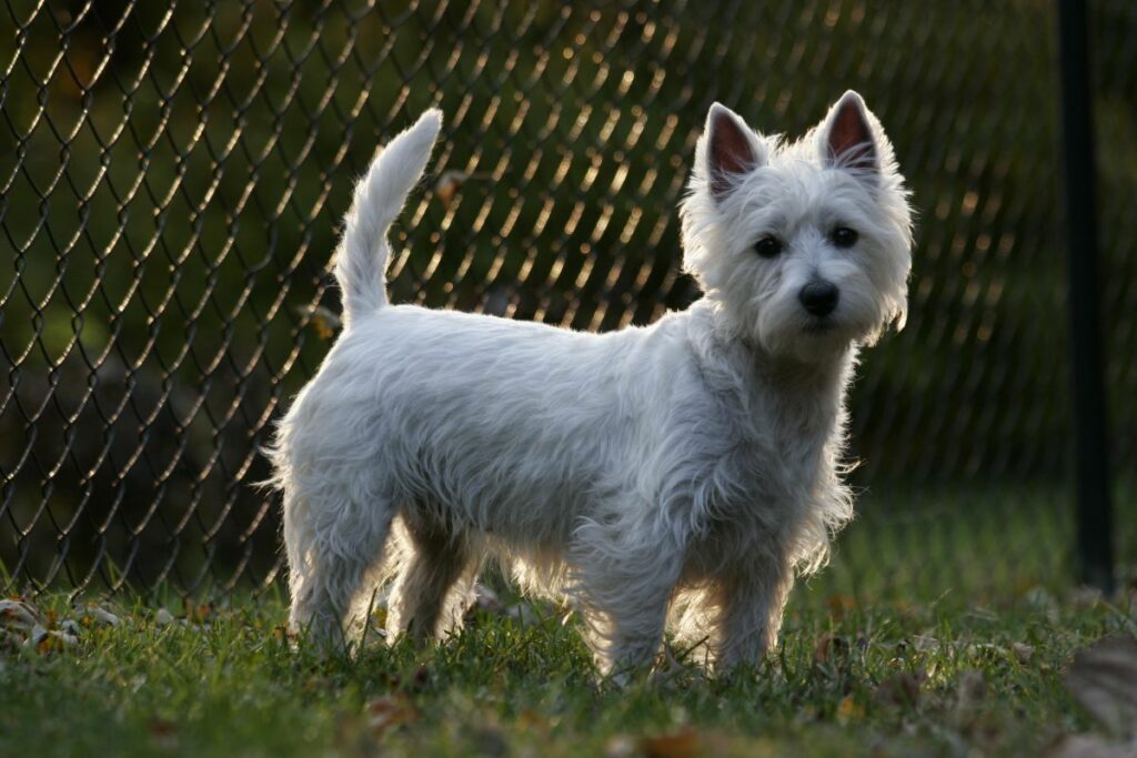 Der West Highland White Terrier: Der Weiße Wirbelwind aus Schottland