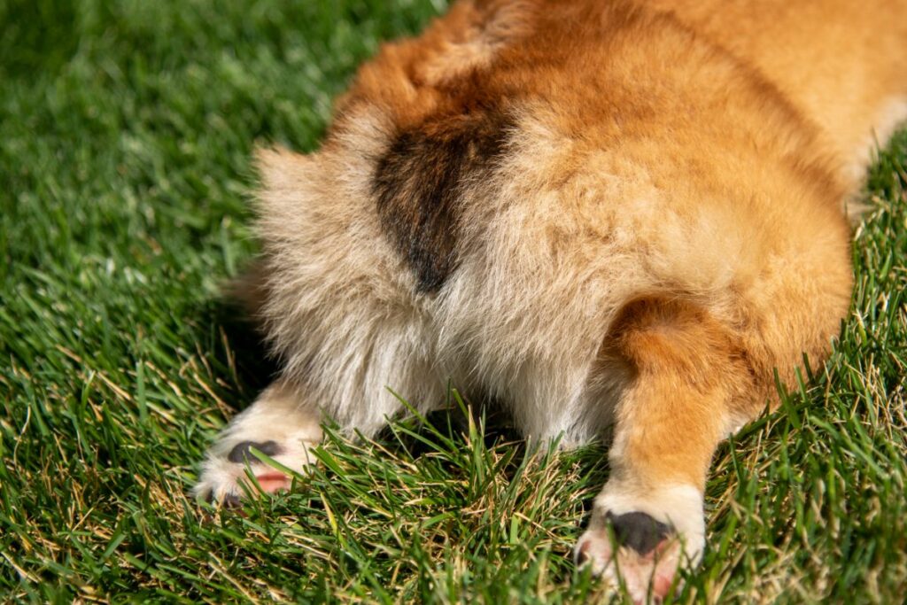 Häufige Ursachen für einen wunden Po beim Hund