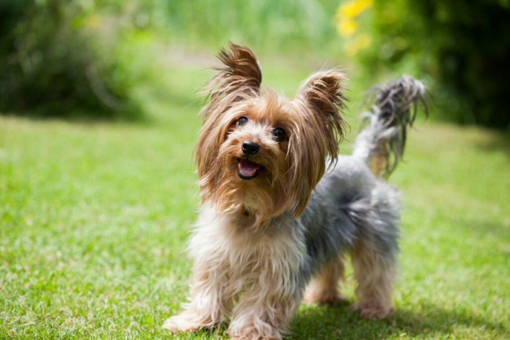 Der Yorkshire Terrier: Ein Kleiner Hund mit Großer Persönlichkeit