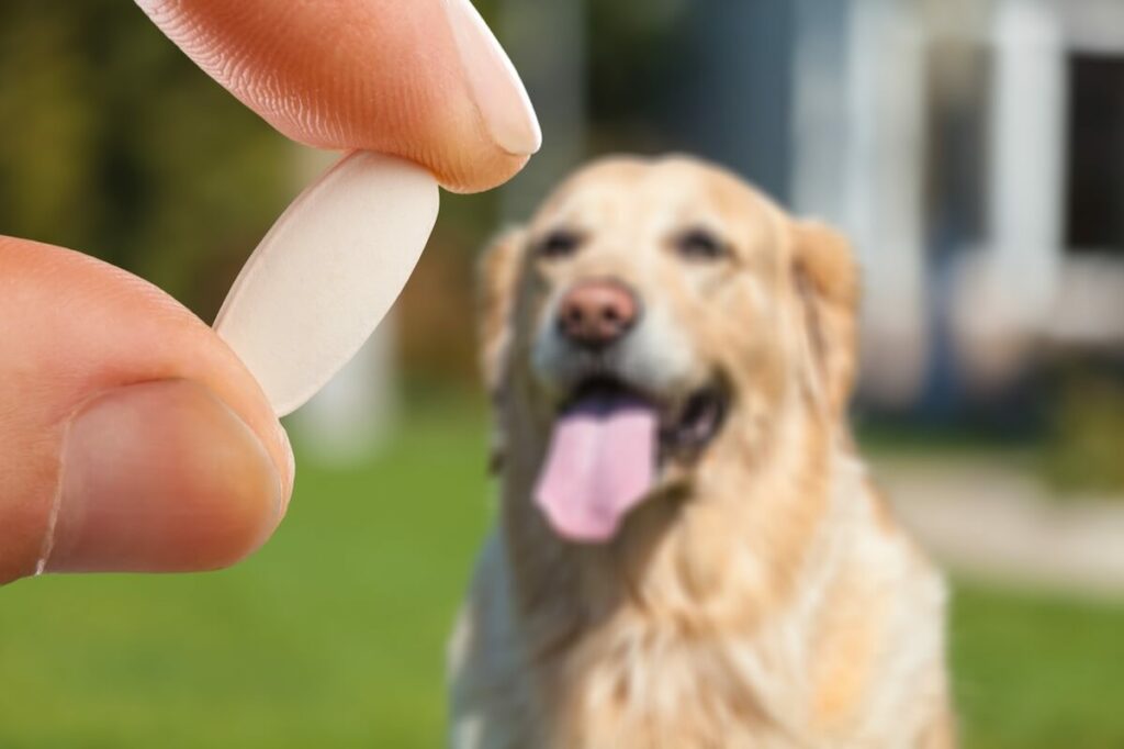 Metrobactin für deinen Hund: Ein Überblick