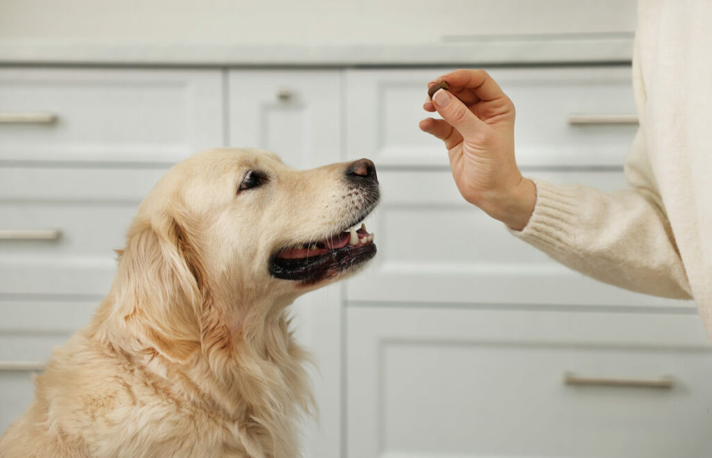 Wirksamkeit von Metrobactin für Hunde